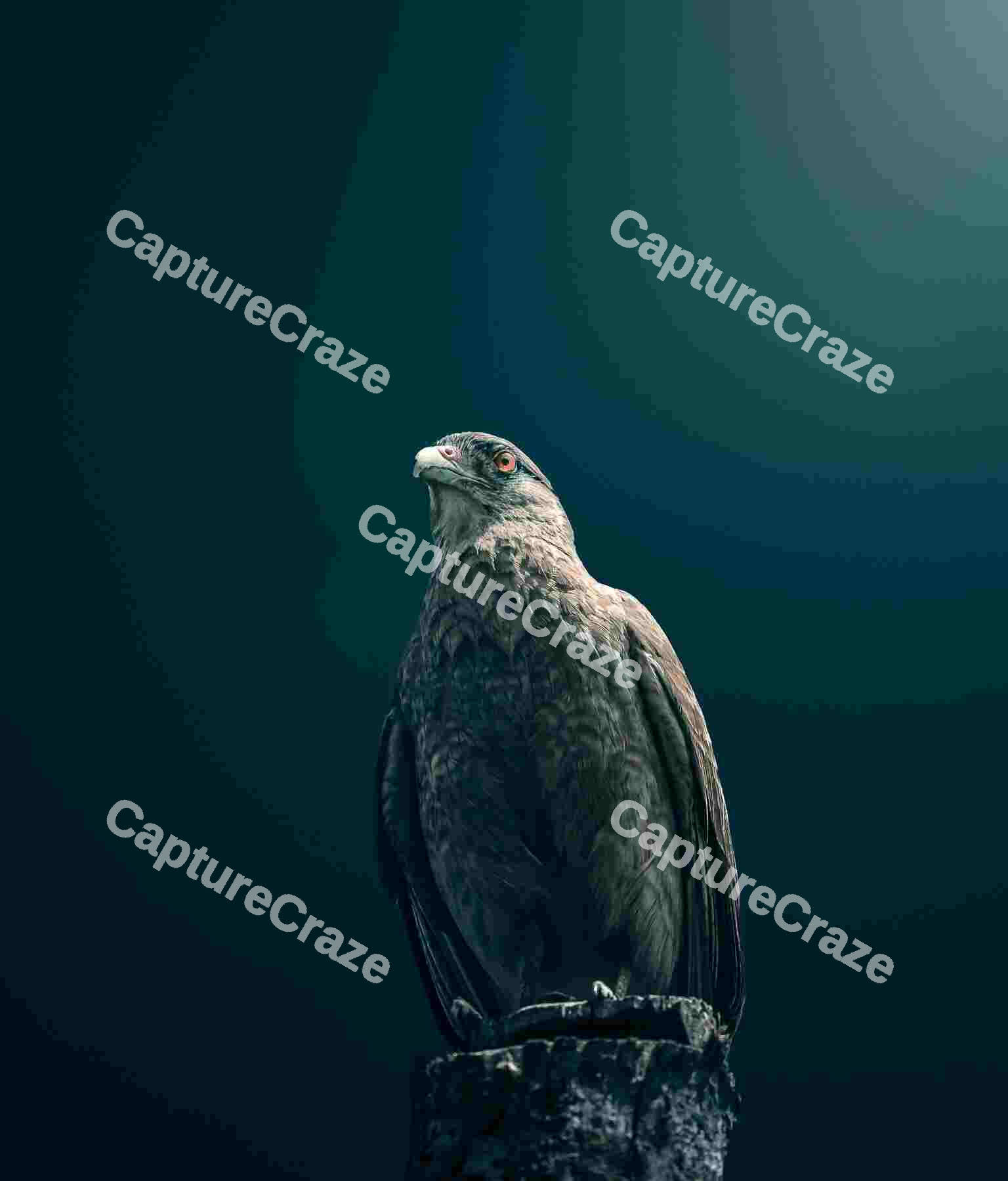 Hawk perching on a trunk